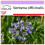 SAFLAX  - Eisenkraut - Verbena - 250 Samen 1