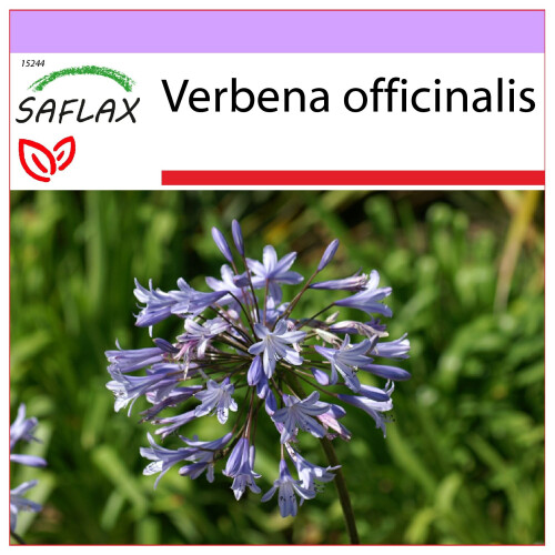 SAFLAX  - Eisenkraut - Verbena - 250 Samen