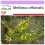 SAFLAX  - Steinklee - Melilotus - 250 Samen 1