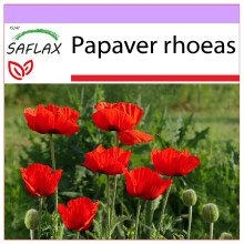 SAFLAX  - Klatschmohn - Papaver - 27000 Samen