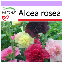 SAFLAX  - Stockrosen - Alcea - 100 Samen