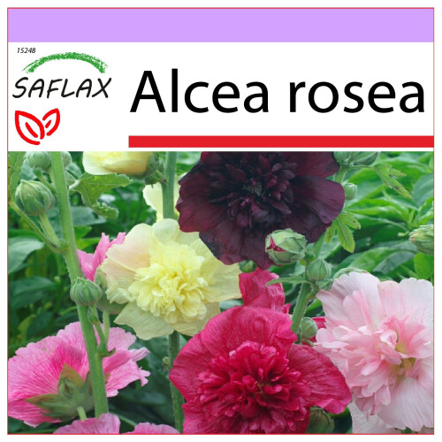 SAFLAX  - Stockrosen - Alcea - 100 Samen