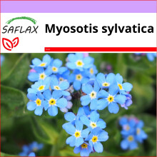 SAFLAX  - Vergißmeinnicht - Myosotis - 150 Samen