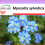 SAFLAX - Ne m'oublie pas - 150 graines - Myosotis sylvatica 1