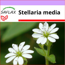 SAFLAX  - Vogelmiere - Stellaria - 1000 Samen