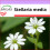 SAFLAX  - Vogelmiere - Stellaria - 1000 Samen 1