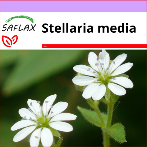 SAFLAX  - Vogelmiere - Stellaria - 1000 Samen