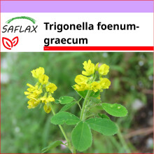 SAFLAX  - Bockshornklee - Trigonella - 100 Samen