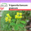 SAFLAX - Fenugrec - 100 graines - Trigonella foenum-graecum 1