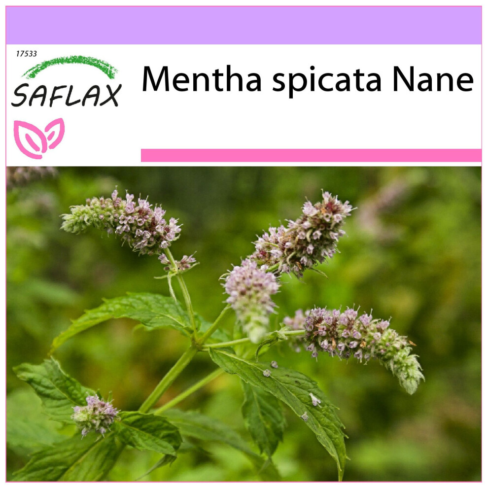 Saflax - Mexican Nana Mint - 500 Seeds - Mentha Spicata Nane