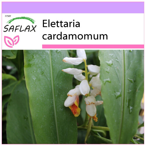 SAFLAX  - Kardamom - Elettaria - 20 Samen