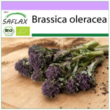 SAFLAX - Broccoli – Purple - Brassica - 150 Samen
