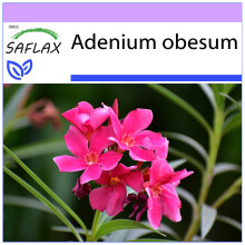 SAFLAX  - Wüstenrose - Adenium - 8 Samen