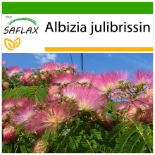 SAFLAX  - Schlafbaum - Albizia - 50 Samen - Mit Substrat