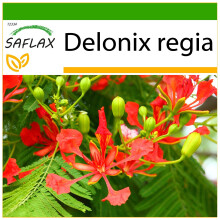 SAFLAX - Flamboyant - 6 seeds - With germ-free growing substrate - Delonix regia