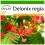 SAFLAX  - Flammenbaum - Delonix - 6 Samen - Mit Substrat 1
