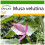 SAFLAX  - Kenia-Banane - Musa - 8 Samen - Mit Substrat 1