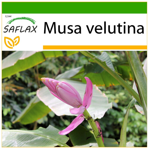 SAFLAX  - Kenia-Banane - Musa - 8 Samen - Mit Substrat