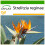 SAFLAX  - Paradiesvogelblume - Strelitzia - 5 Samen - Mit Substrat 1
