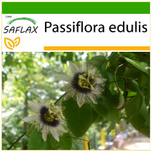 SAFLAX  - Purpurgranadilla - Passiflora - 40 Samen - Mit Substrat