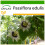 SAFLAX  - Purpurgranadilla - Passiflora - 40 Samen - Mit Substrat 1