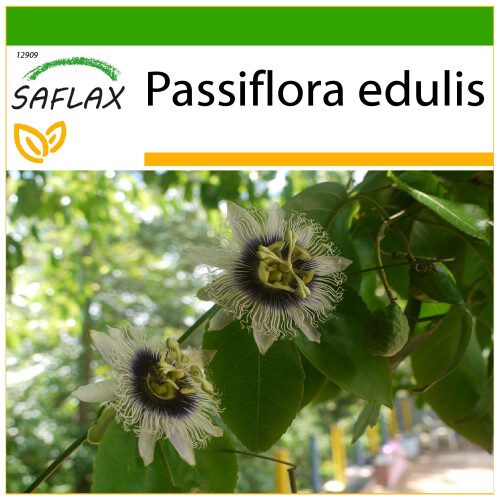 SAFLAX  - Purpurgranadilla - Passiflora - 40 Samen - Mit Substrat
