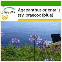 SAFLAX  - Schmucklilie - Agapanthus - 50 Samen - Mit Substrat