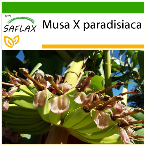 SAFLAX  - Große Essbanane - Musa - 10 Samen - Mit Substrat