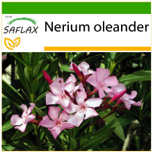 SAFLAX  - Oleander - Nerium - 50 Samen - Mit Substrat