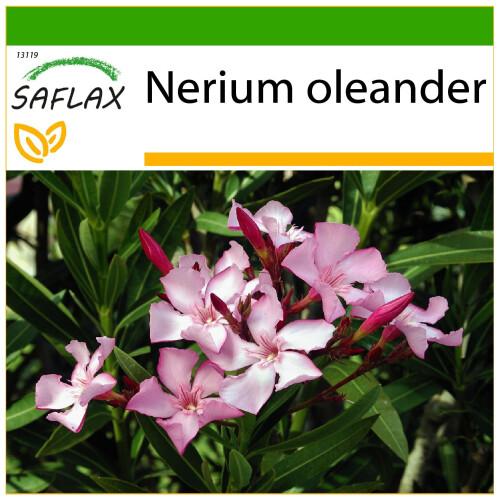 SAFLAX  - Oleander - Nerium - 50 Samen - Mit Substrat