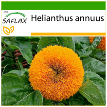 SAFLAX  - Sonnenblume Puschel - Helianthus - 40 Samen - Mit Substrat