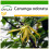 SAFLAX  - Parfumbaum - Cananga - 10 Samen - Mit Substrat 1
