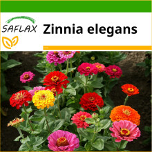 SAFLAX  - Zinnien - Zinnia - 50 Samen - Mit Substrat