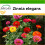 SAFLAX  - Zinnien - Zinnia - 50 Samen - Mit Substrat 1