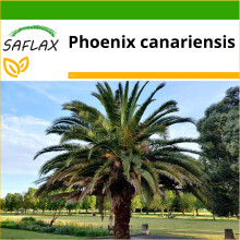 SAFLAX  - Kanarische Dattelpalme - Phoenix - 10 Samen - Mit Substrat