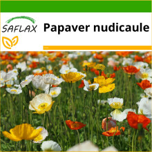 SAFLAX  - Islandmohn - Papaver - 8000 Samen - Mit Substrat