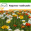 SAFLAX  - Islandmohn - Papaver - 8000 Samen - Mit Substrat 1