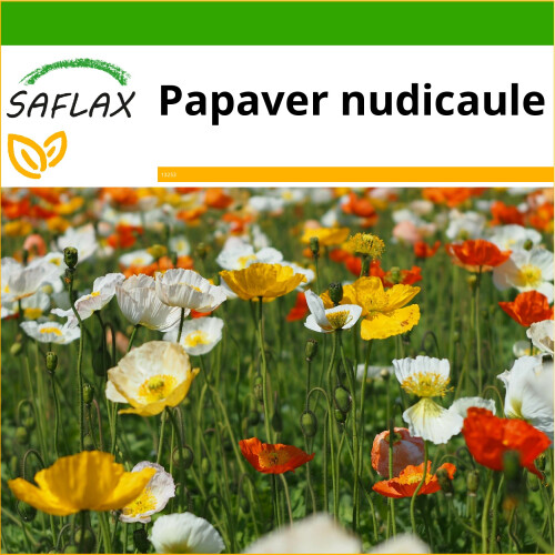 SAFLAX  - Islandmohn - Papaver - 8000 Samen - Mit Substrat