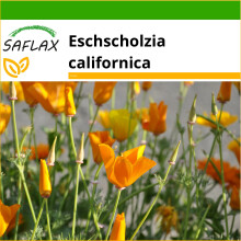 SAFLAX  - Kalifornischer Mohn - Eschscholzia - 1500 Samen - Mit Substrat