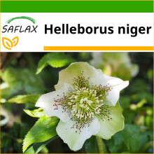 SAFLAX  - Weiße Christrose - Helleborus - 6 Samen - Mit Substrat