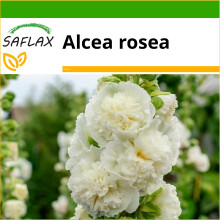 SAFLAX  - Weiße Stockrose - Alcea - 100 Samen - Mit Substrat