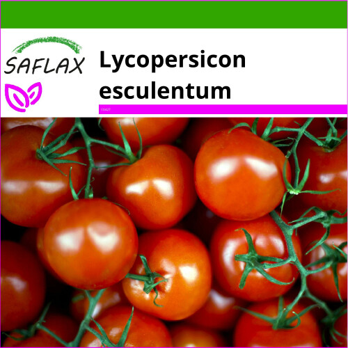 SAFLAX  -  Honigtomate - Lycopersicon - 10 Samen - Mit Substrat