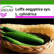 SAFLAX  - Luffa Schwammgurke - Luffa - 10 Samen - Mit Substrat