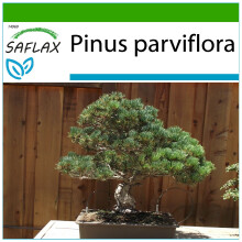 SAFLAX - Mädchenkiefer - Pinus - 12 Samen - Mit Substrat