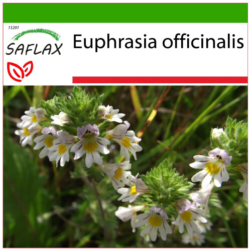 SAFLAX  - Augentrost - Euphrasia - 200 Samen - Mit Substrat