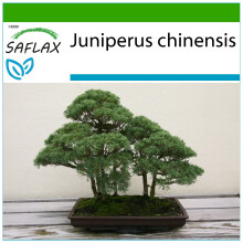SAFLAX - Bonsai - Chinese Juniper - 30 seeds - With germ-free growing substrate - Juniperus chinensis