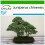 SAFLAX  - Wacholder - Juniperus - 30 Samen - Mit Substrat 1
