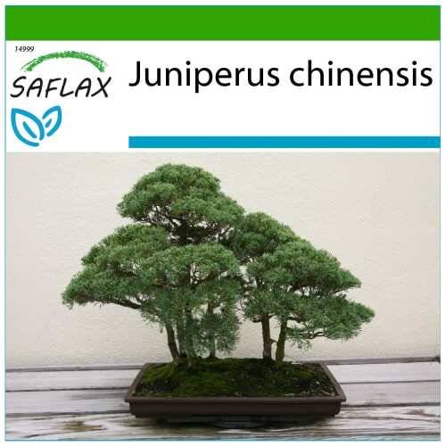 SAFLAX  - Wacholder - Juniperus - 30 Samen - Mit Substrat