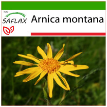 SAFLAX  - Arnica - Arnica - 40 Samen - Mit Substrat