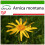 SAFLAX  - Arnica - Arnica - 40 Samen - Mit Substrat 1